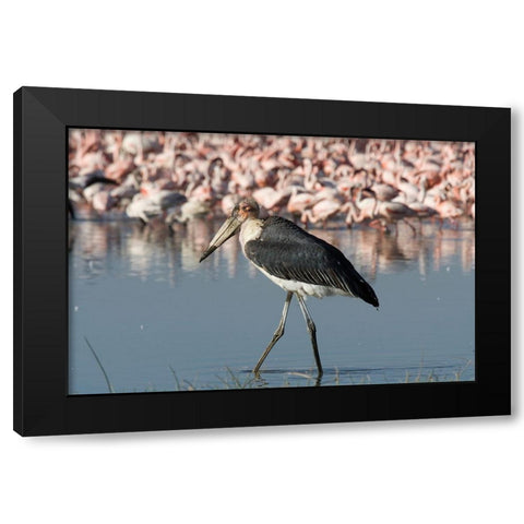 Among the Flock II Black Modern Wood Framed Art Print with Double Matting by Walker, Carol
