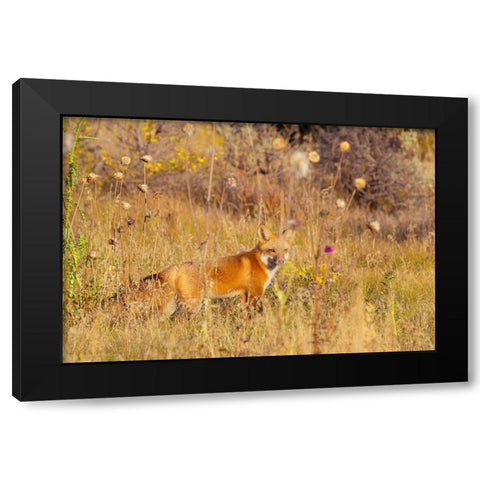 Fox Field I Black Modern Wood Framed Art Print by Mansfield, Kathy