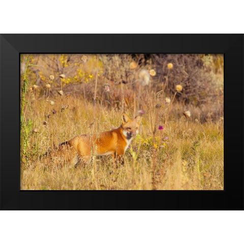 Fox Field I Black Modern Wood Framed Art Print by Mansfield, Kathy