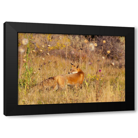 Fox Field II Black Modern Wood Framed Art Print by Mansfield, Kathy