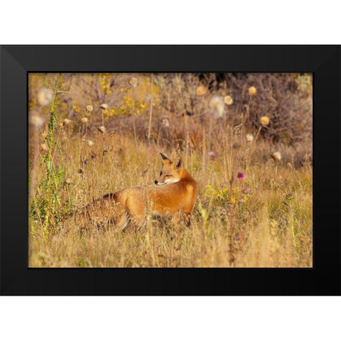 Fox Field II Black Modern Wood Framed Art Print by Mansfield, Kathy