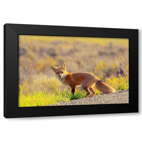 Curious Fox Black Modern Wood Framed Art Print by Mansfield, Kathy