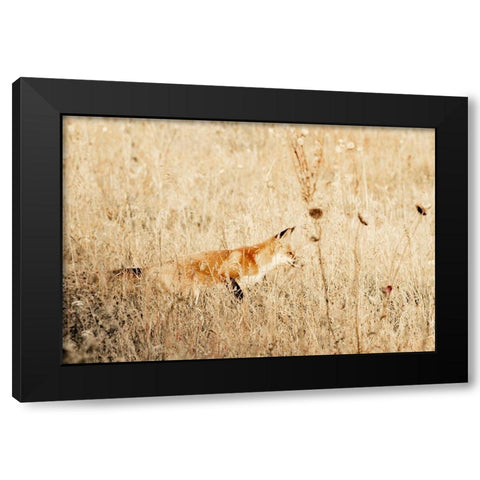Hide and Hunt Black Modern Wood Framed Art Print by Mansfield, Kathy