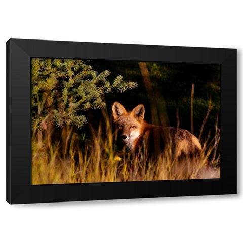 Fox Stare Black Modern Wood Framed Art Print by Mansfield, Kathy