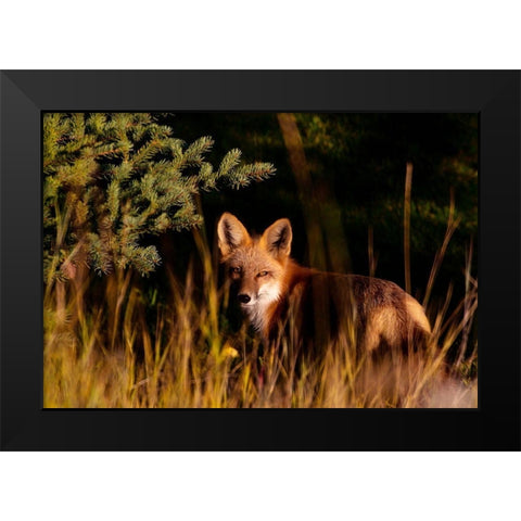 Fox Stare Black Modern Wood Framed Art Print by Mansfield, Kathy