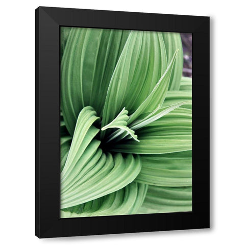 Green Leaf Blooms II Black Modern Wood Framed Art Print with Double Matting by Mansfield, Kathy