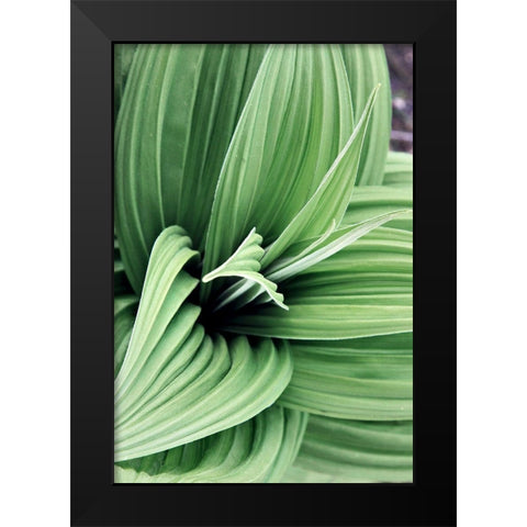 Green Leaf Blooms II Black Modern Wood Framed Art Print by Mansfield, Kathy