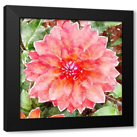 Pink Wash Peony Black Modern Wood Framed Art Print by Mansfield, Kathy