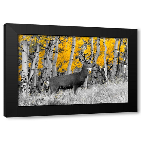 Buck Black Modern Wood Framed Art Print with Double Matting by Mansfield, Kathy