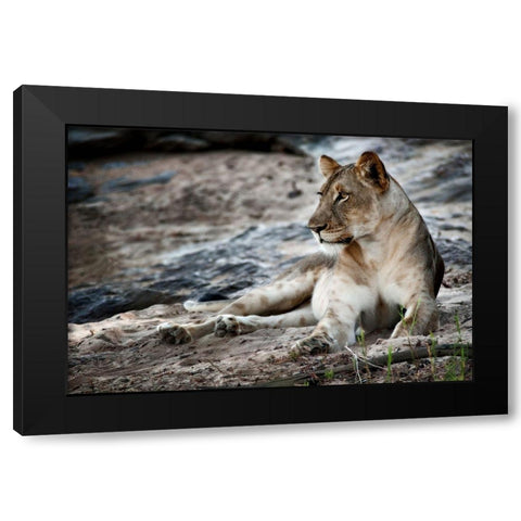 Afternoon Pose Black Modern Wood Framed Art Print with Double Matting by Niassa Lion Project