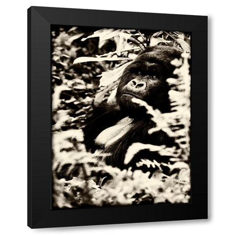 Gorilla Black Modern Wood Framed Art Print with Double Matting by Niassa Lion Project