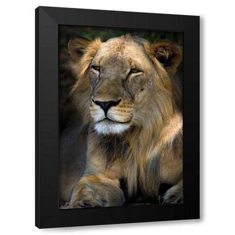 Cape Lion Black Modern Wood Framed Art Print by Niassa Lion Project