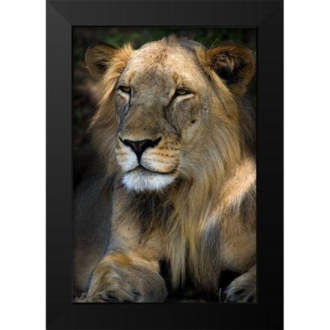 Cape Lion Black Modern Wood Framed Art Print by Niassa Lion Project