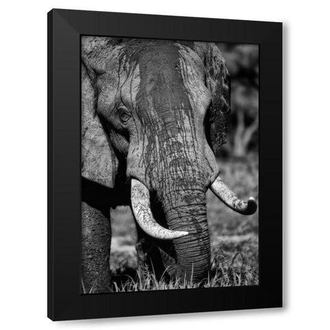 Tusks Black Modern Wood Framed Art Print by Niassa Lion Project