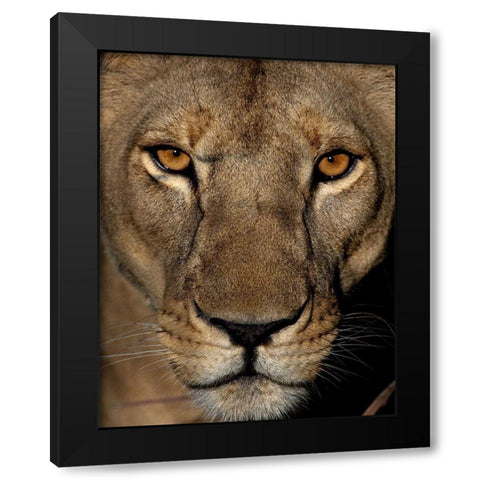 Golden Eyes Black Modern Wood Framed Art Print with Double Matting by Niassa Lion Project