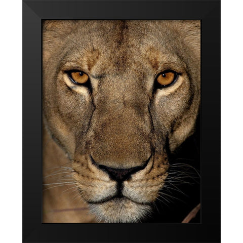 Golden Eyes Black Modern Wood Framed Art Print by Niassa Lion Project