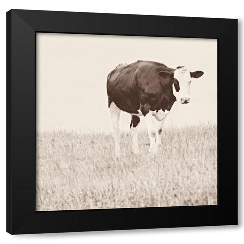 Vintage Cow on Field Black Modern Wood Framed Art Print by Amos, Andy