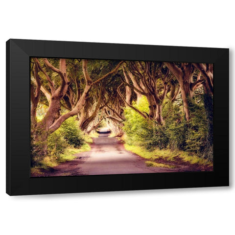 Wicked Trees Path Black Modern Wood Framed Art Print with Double Matting by Amos, Andy