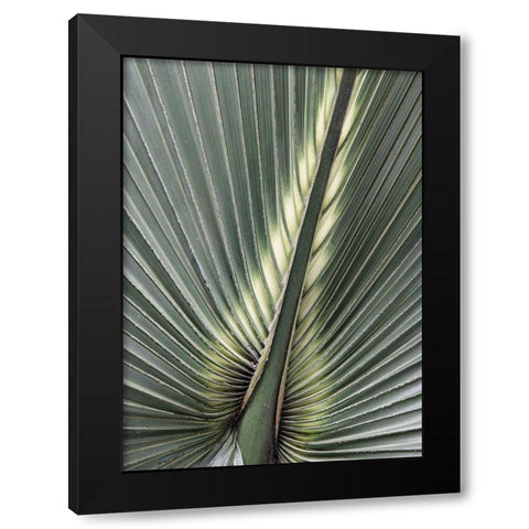Organic Palm II Black Modern Wood Framed Art Print by Amos, Andy