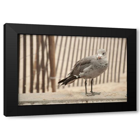 Seagull Watch Black Modern Wood Framed Art Print by Bill Carson Photography