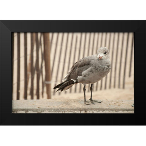 Seagull Watch Black Modern Wood Framed Art Print by Bill Carson Photography