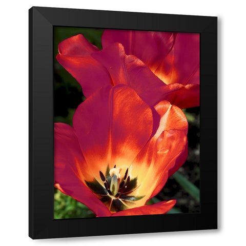 Romantic Tulips I Black Modern Wood Framed Art Print by Peck, Gail