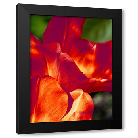 Romantic Tulips II Black Modern Wood Framed Art Print with Double Matting by Peck, Gail