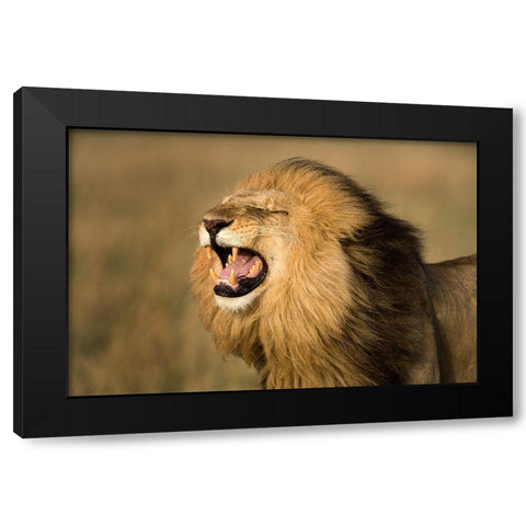 Lion Roar Black Modern Wood Framed Art Print with Double Matting by Jimmyz