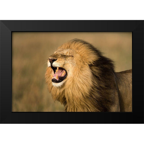 Lion Roar Black Modern Wood Framed Art Print by Jimmyz