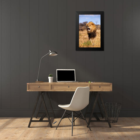A Lions Roar Black Modern Wood Framed Art Print by Jimmyz