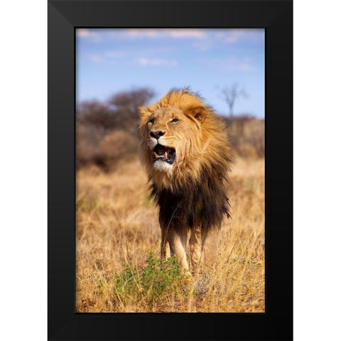 A Lions Roar Black Modern Wood Framed Art Print by Jimmyz