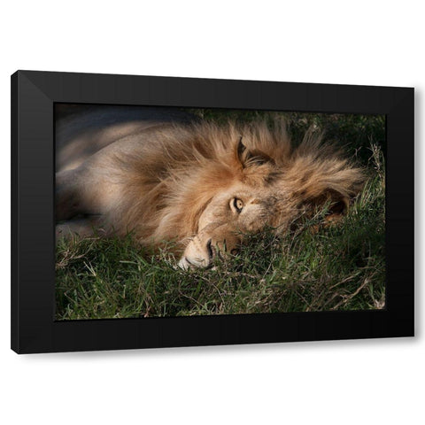 Sleeping Lion Black Modern Wood Framed Art Print with Double Matting by Jimmyz