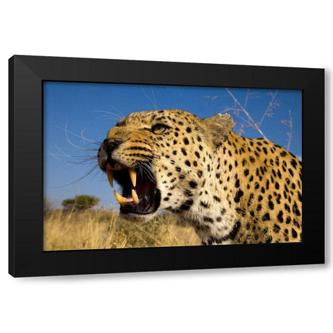 Fierce Leopard Black Modern Wood Framed Art Print with Double Matting by Jimmyz