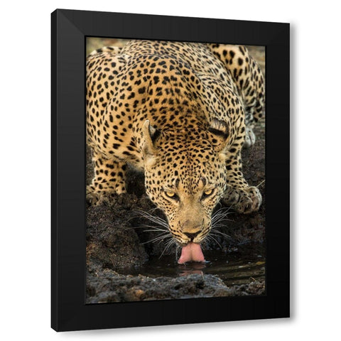 Leopard taking a Break Black Modern Wood Framed Art Print by Jimmyz