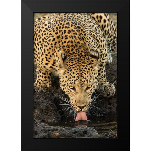 Leopard taking a Break Black Modern Wood Framed Art Print by Jimmyz
