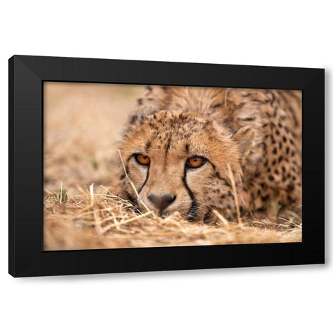 Cheetah Resting Black Modern Wood Framed Art Print with Double Matting by Jimmyz
