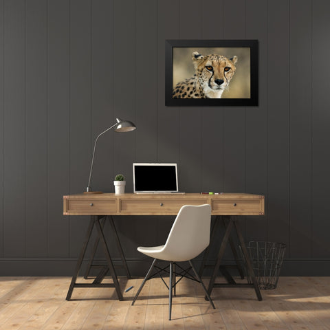 Cheetah Stare Black Modern Wood Framed Art Print by Jimmyz