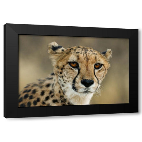 Cheetah Stare Black Modern Wood Framed Art Print with Double Matting by Jimmyz