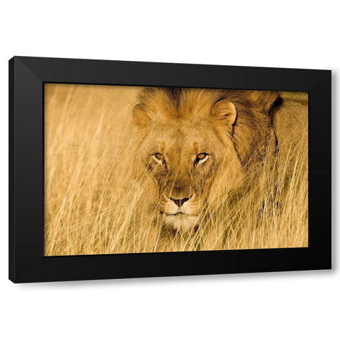 Lion Eyes Black Modern Wood Framed Art Print with Double Matting by Jimmyz