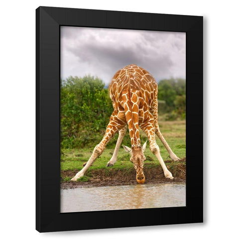 Drinking Giraffe Black Modern Wood Framed Art Print with Double Matting by Jimmyz