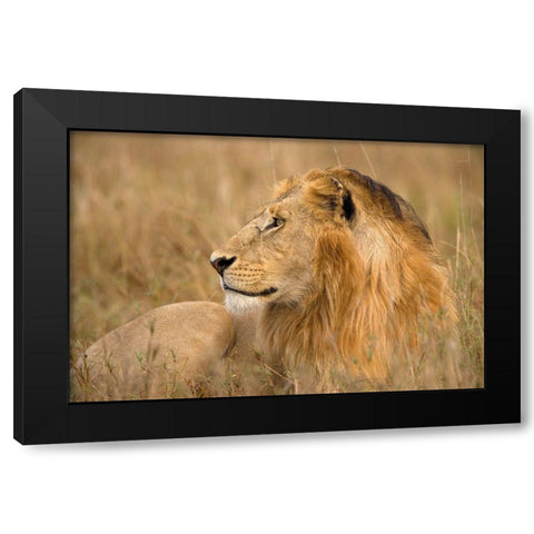 King of the Wild I Black Modern Wood Framed Art Print by Jimmyz