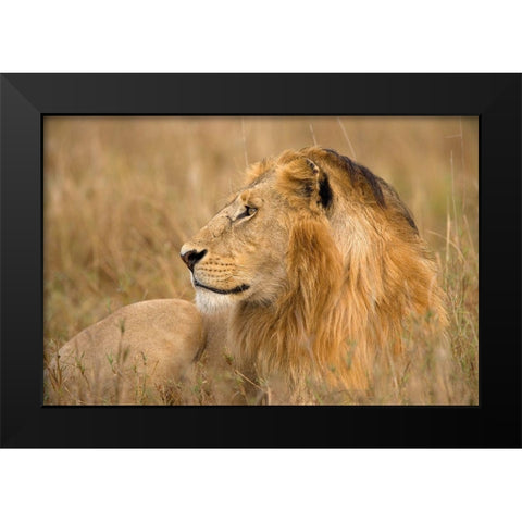 King of the Wild I Black Modern Wood Framed Art Print by Jimmyz