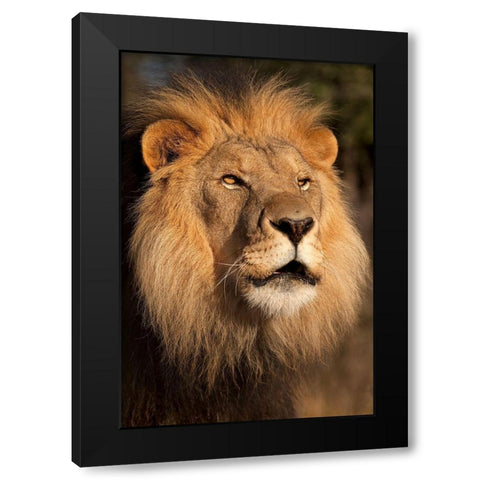 Lion at Sunset Black Modern Wood Framed Art Print by Jimmyz