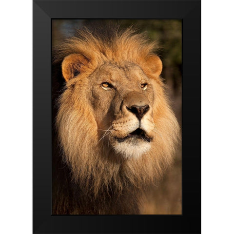 Lion at Sunset Black Modern Wood Framed Art Print by Jimmyz