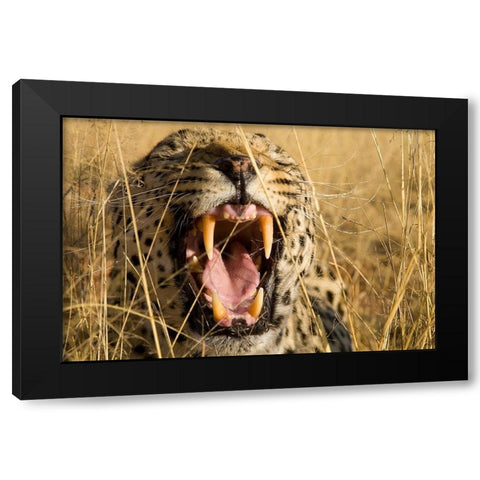 Leopard Growl Black Modern Wood Framed Art Print by Jimmyz