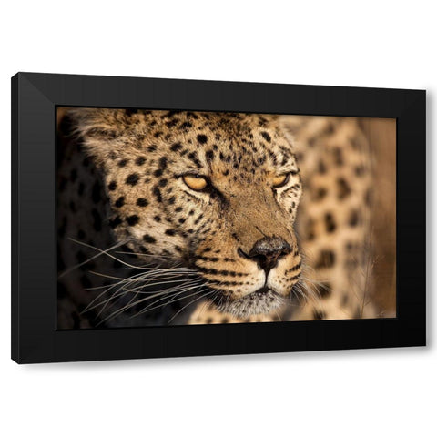 Cheetah Stare Black Modern Wood Framed Art Print with Double Matting by Jimmyz