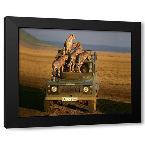 Cheetahs on Safari Black Modern Wood Framed Art Print with Double Matting by Jimmyz