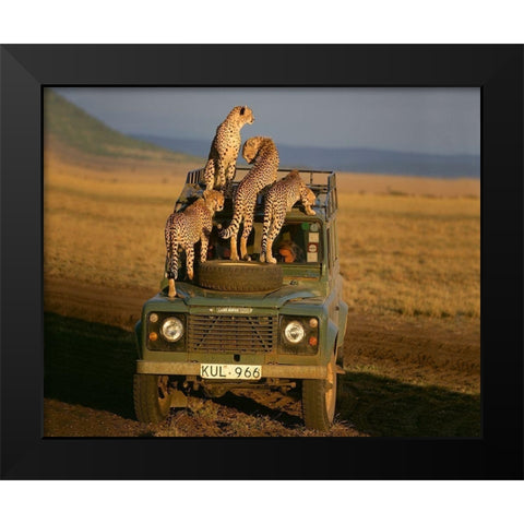 Cheetahs on Safari Black Modern Wood Framed Art Print by Jimmyz