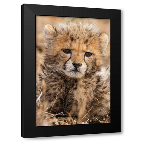 Baby Cheetah Black Modern Wood Framed Art Print by Jimmyz