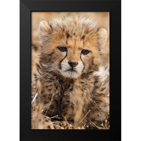 Baby Cheetah Black Modern Wood Framed Art Print by Jimmyz